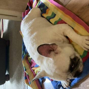 RUFUS -  French Bulldog Dog for Adoption in Chicopee, Massachusetts - RUFUS | PetCurious