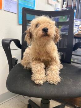 26-0594D -  Poodle Dog for Adoption in Sorrento, Louisiana - 26-0594D | PetCurious
