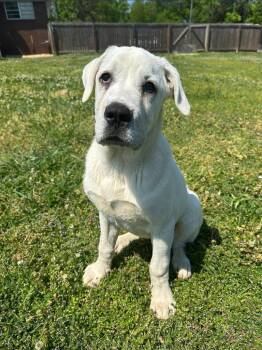 Mixed Breed Dogs Available for Adoption in Taycheedah, Wisconsin - Franklin | PetCurious