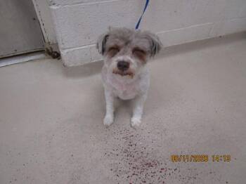 Ellie(321) -  Terrier Dog for Adoption in Marietta, Georgia - Ellie(321) | PetCurious