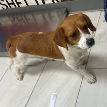 Beagle Dogs Available for Adoption in Lufkin, Texas - Jinx | PetCurious
