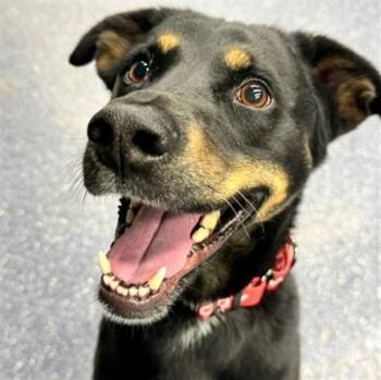 SAMMY -  Labrador Retriever and Mixed Breed Dog for Adoption in Anchorage, Alaska - SAMMY | PetCurious