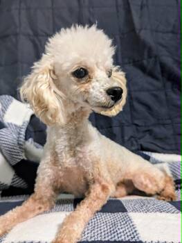 Cash -  Poodle Dog for Adoption in Plant City, Florida - Cash | PetCurious