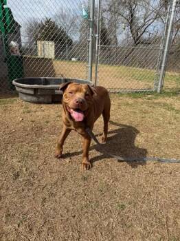 Labrador Retriever Dogs Available for Adoption in Conway, Arkansas - Brutus | PetCurious
