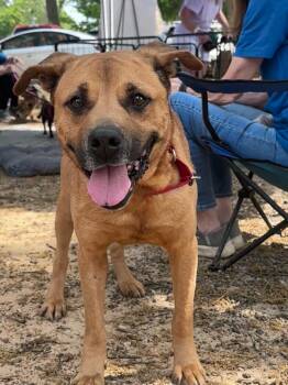 Labrador Retriever and Mixed Breed Dogs Available for Adoption in Buford, Georgia - Parker - Handsome Unicorn Dog! | PetCurious