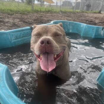 Walker -  Mixed Breed Dog for Adoption in Lake Panasoffkee, Florida - Walker | PetCurious