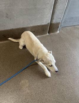 Plasma Ball -  Mixed Breed Dog for Adoption in Wichita, Kansas - Plasma Ball | PetCurious