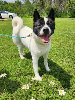Rescue Akita Dogs for Adoption in Mason City, Iowa - Remi | PetCurious