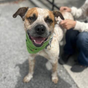 Australian Cattle Dog Blue Heeler and German Shorthaired Pointer Dogs Available for Adoption in Andover, Massachusetts - Bluey | PetCurious