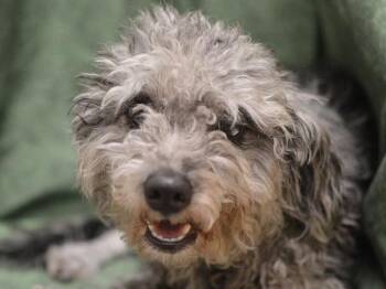 Valentina -  Poodle and Schnauzer Dog for Adoption in Portland, Oregon - Valentina | PetCurious