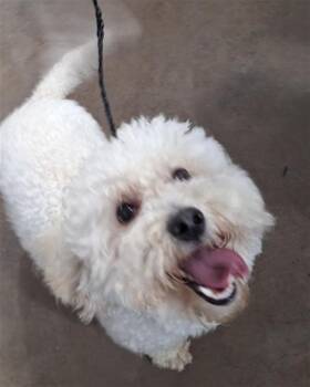 Mixed Breed Dogs Available for Adoption in Dallas, Texas - SCOOTER | PetCurious