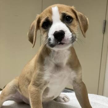 Zeus -  Terrier and Mixed Breed Dog for Adoption in Riverside, California - Zeus | PetCurious