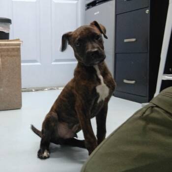 LL Cool J -  Boxer and Labrador Retriever Dog for Adoption in Springtown, Texas - LL Cool J | PetCurious
