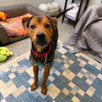 Mario -  Hound and Mixed Breed Dog for Adoption in Falls Church, Virginia - Mario | PetCurious