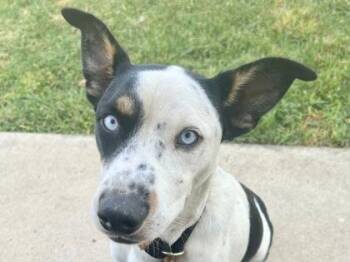 Norman -  Mixed Breed Dog for Adoption in Georgetown, Texas - Norman | PetCurious
