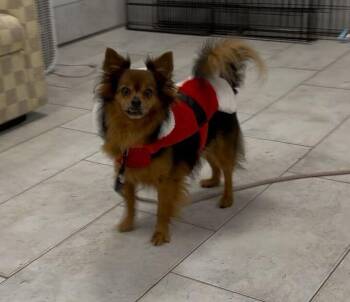 Max (In Foster) -  Pomeranian Dog Available for Adoption in Elmwood, Louisiana - Max (In Foster) | PetCurious