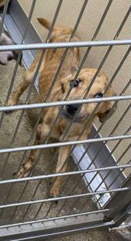 Catahoula Leopard Dog Dogs Available for Adoption in Newport, Kentucky - Junie | PetCurious