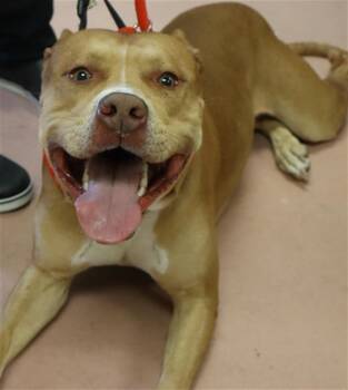 Mixed Breed Dogs Available for Adoption - KASH | PetCurious