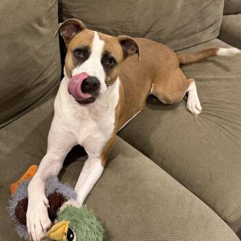 Chloe -  Boxer Dog for Adoption in Carmel Hamlet, New York - Chloe | PetCurious