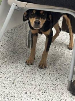 Rat -  Mixed Breed Dog for Adoption in Atlanta, Georgia - Rat | PetCurious