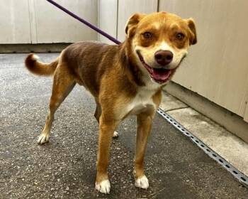 NICO -  Australian Shepherd and Pit Bull Terrier Dog for Adoption in Santa Cruz, California - NICO | PetCurious