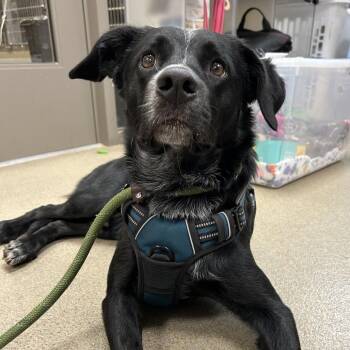 Rocky -  Mixed Breed Dog for Adoption in Lynchburg, Virginia - Rocky | PetCurious