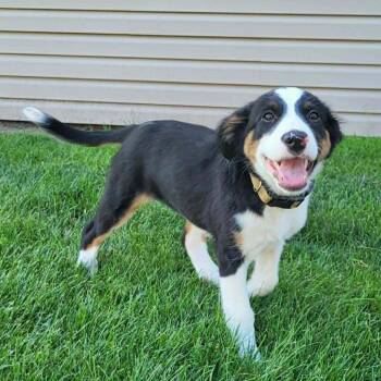 Coral -  Mixed Breed Dog for Adoption in Shorewood, Illinois - Coral | PetCurious