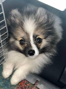 Cooper available at Charlie