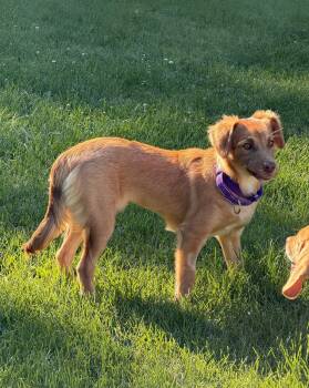 Hope -  Terrier Dog for Adoption in Holiday Hills, Illinois - Hope | PetCurious