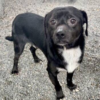 Cosmo -  Chihuahua Dog for Adoption in Oakland, California - Cosmo | PetCurious