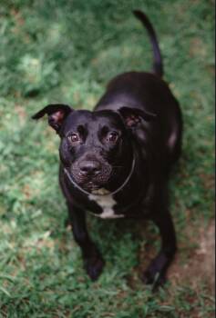 Rescue American Staffordshire Terrier Dogs for Adoption in Stahlstown, Pennsylvania - Dobby | PetCurious
