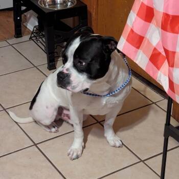 Saint Paul -  Mixed Breed Dog for Adoption in Chicago, Illinois - Saint Paul | PetCurious