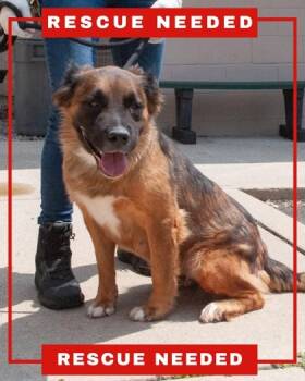 Rescue Shepherd and Mixed Breed Dogs for Adoption in Hamilton Township, New Jersey - Asia | PetCurious