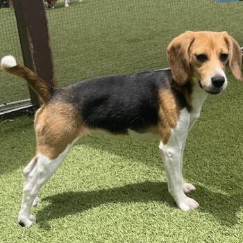 Petunia 3656 / 7080 -  Beagle Dog for Adoption in Loxahatchee Groves, Florida - Petunia 3656 / 7080 | PetCurious