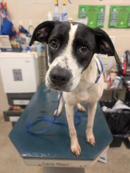 Nesi -  Pointer Dog for Adoption in Mobile, Alabama - Nesi | PetCurious