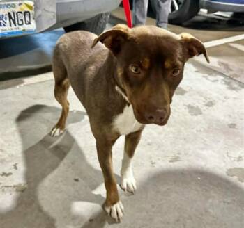FORK -  Australian Cattle Dog Blue Heeler and Mixed Breed Dog for Adoption in Colorado Springs, Colorado - FORK | PetCurious