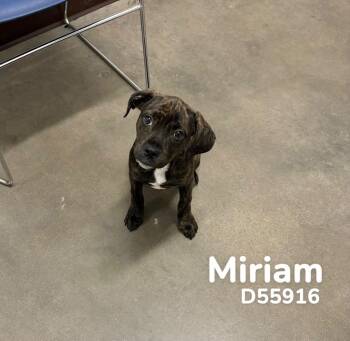 Miriam -  Mixed Breed Dog for Adoption in Clarksville, Tennessee - Miriam | PetCurious