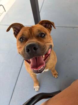 Chop -  American Staffordshire Terrier Dog for Adoption in Seward, Nebraska - Chop | PetCurious