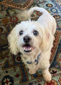 Rescue Maltese Dogs for Adoption in Houston, Texas - Cannoli | PetCurious