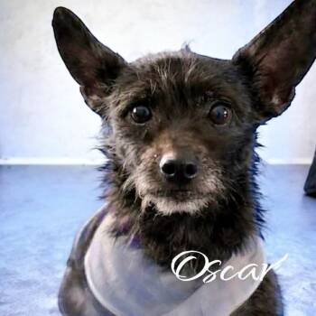 Fox Terrier and Chihuahua Dogs Available for Adoption - Oscar | PetCurious
