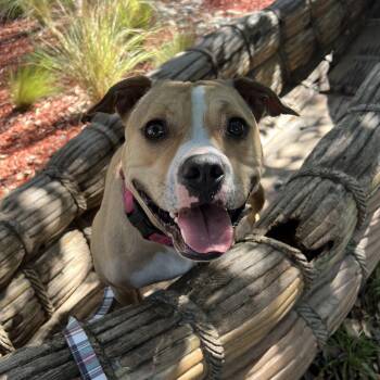Pit Bull Terrier and American Staffordshire Terrier Dogs Available for Adoption - Tink | PetCurious