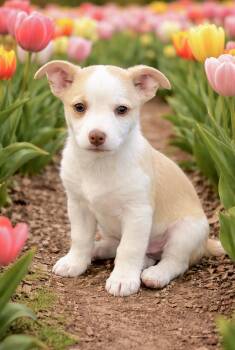 Chihuahua Dogs Available for Adoption in Huntingtown, Maryland - Cupid | PetCurious