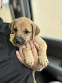 Bean -  Shepherd Dog for Adoption in Victorville, California - Bean | PetCurious