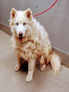Rescue Alaskan Malamute Dogs for Adoption in Las Vegas, Nevada - LATTE | PetCurious