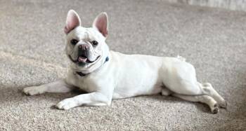 Rescue French Bulldog Dogs for Adoption in Brunswick, Ohio - Enzo | PetCurious