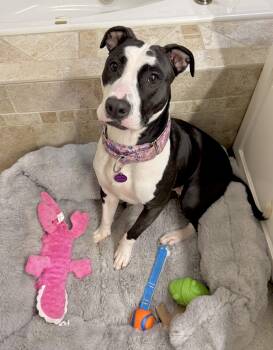 Rescue Pit Bull Terrier Dogs for Adoption in Chicago, Illinois - Holly | PetCurious