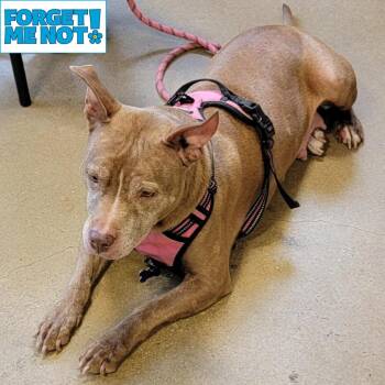 Red Rhonda -  Pit Bull Terrier Dog for Adoption in Baltimore, Maryland - Red Rhonda | PetCurious