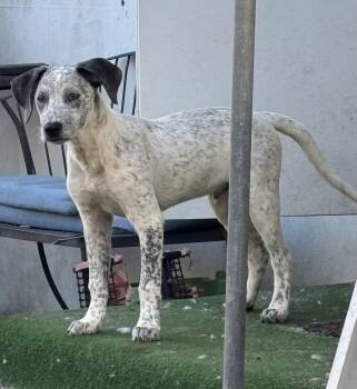 Rescue Labrador Retriever and Catahoula Leopard Dog Dogs for Adoption in Lantana, Florida - Pickles | PetCurious