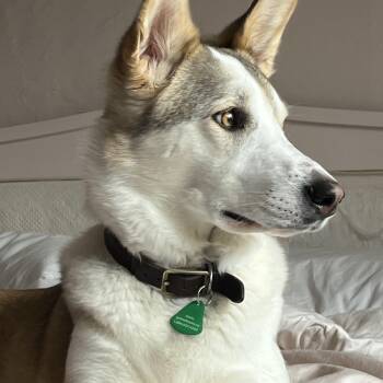 Husky Dogs Available for Adoption in Winnipeg, Manitoba - Daisy | PetCurious