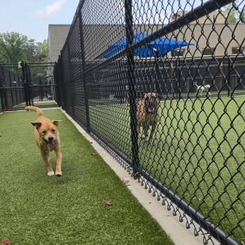 Marigold -  Shepherd Dog for Adoption in Greensboro, North Carolina - Marigold | PetCurious